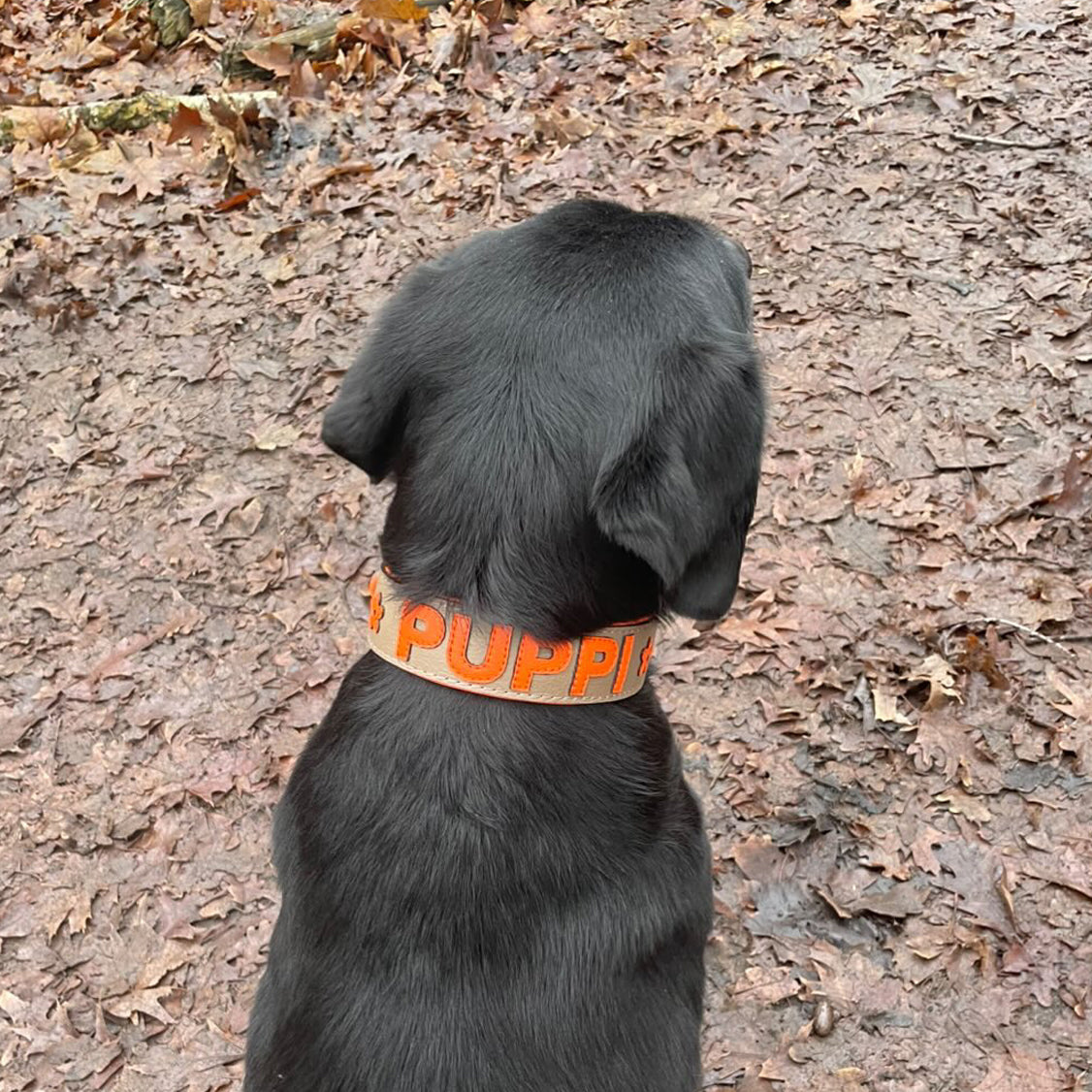 Kundenbild mit Gaiaswelt Leder-Halsband in Caramel mit Buchstaben in Orange