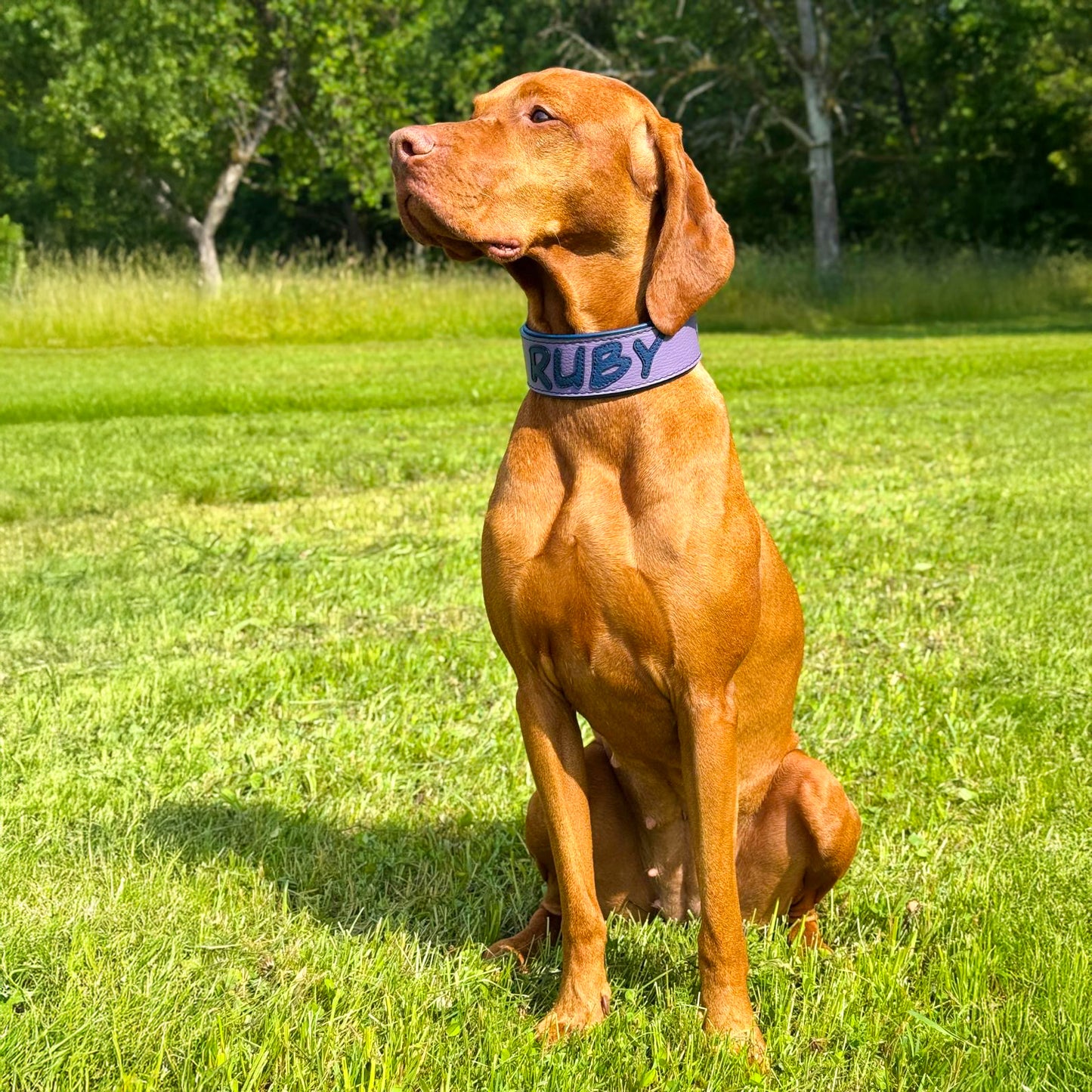 Kundenfoto eines Halsbandes aus Leder von Gaiaswelt in Flieder mit Namen in Dunkelblau an einem Vizsla