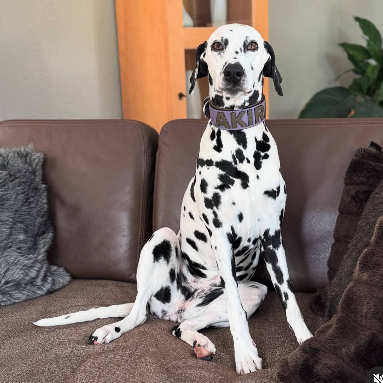 Personalisiertes Gaiaswelt Hundehalsband aus Leder in Flieder mit Oliv an einem Dalmatiner. Kundenfoto.