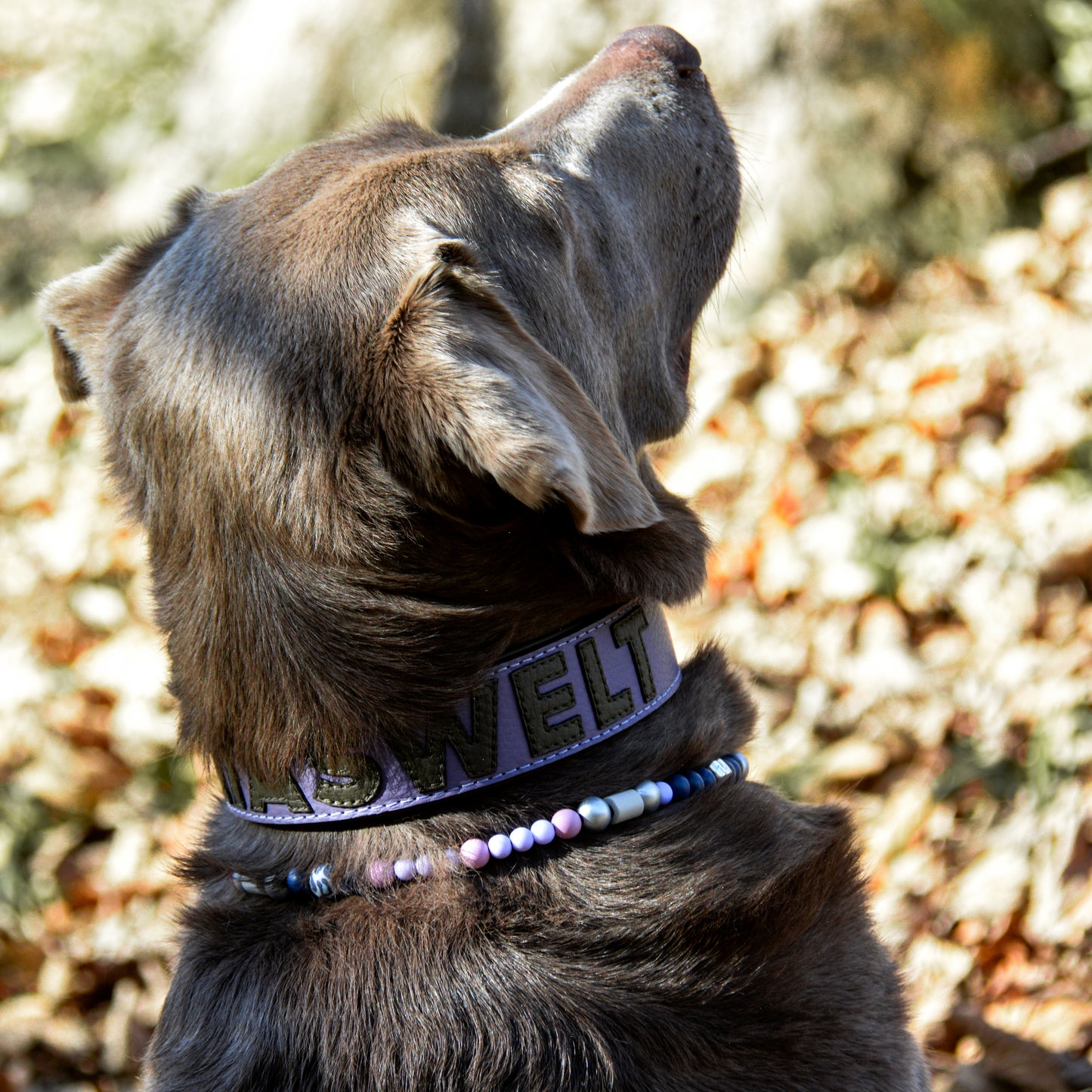 Personalisiertes Gaiaswelt Hundehalsband aus Leder in Flieder, die Buchstaben sind in Oliv. Halsband wird gezeigt an einem Labrador.