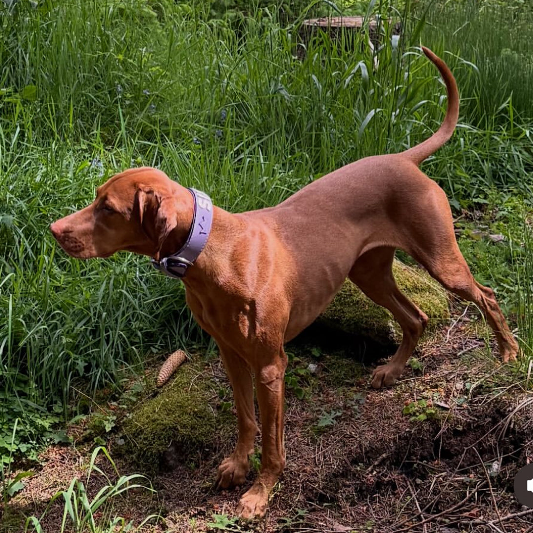 Personalisiertes Hundehalsband von Gaiaswelt an einem Vizsla. Halsbandfarbe ist Flieder, Buchstaben sind Rosè.