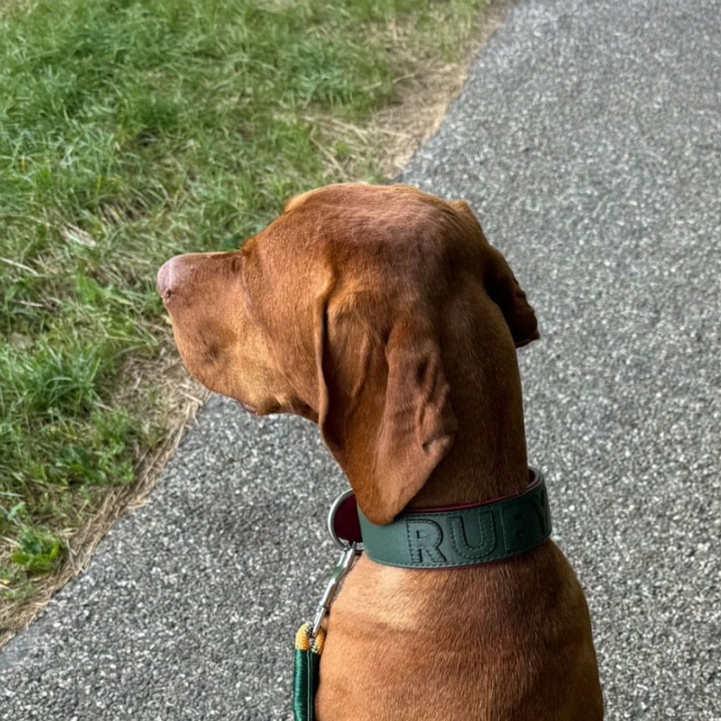 Vizsla trägt Gaiaswelt Halsband in Dunkelgrün