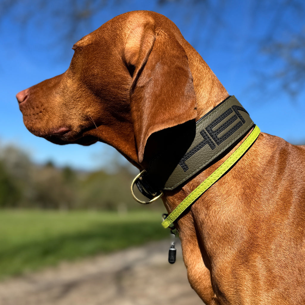 Kundenfoto eines Vizslas mit personalisier tem Gaiaswelt Halsband in Oliv mit Schwarz