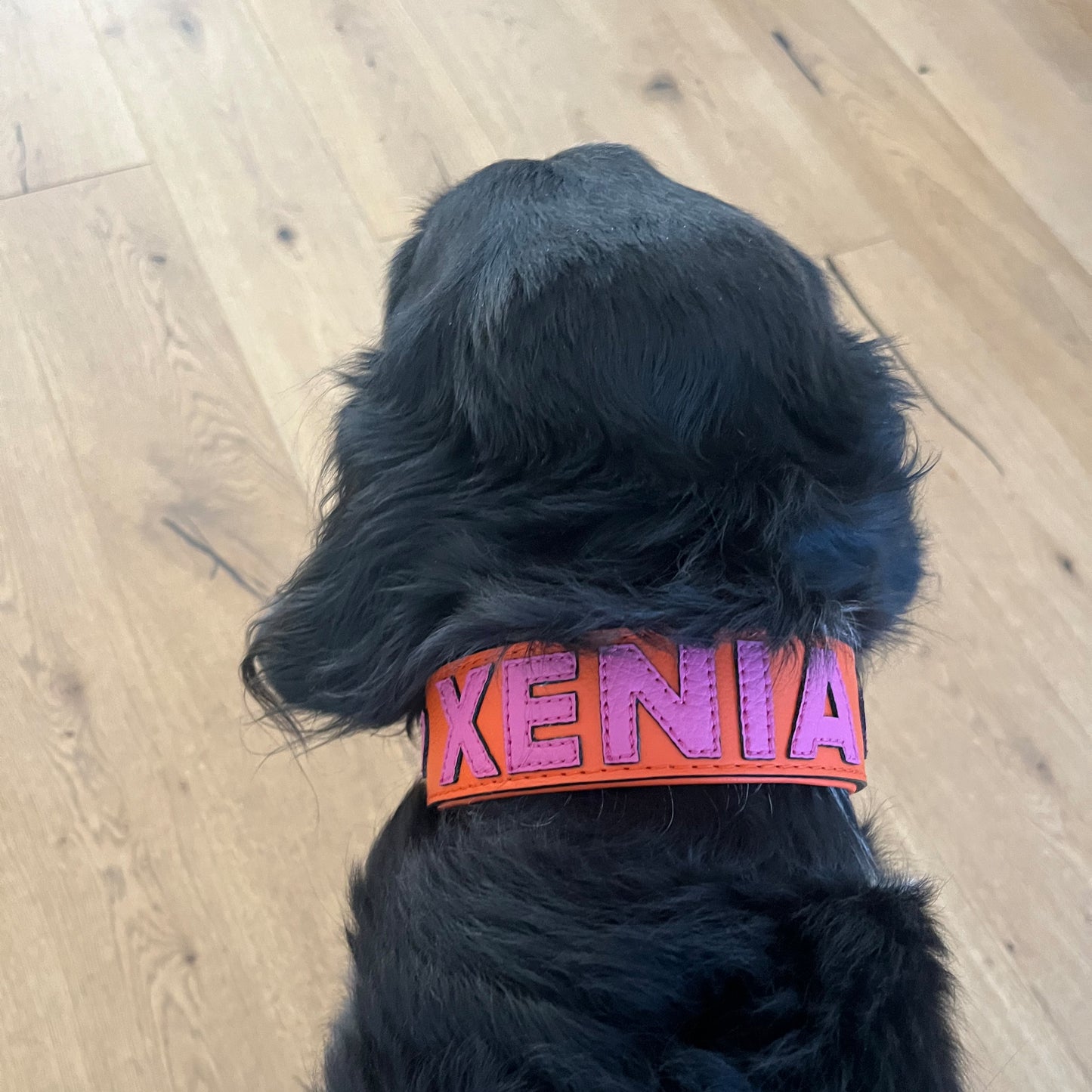 Kundenfoto eines Hundes mit Gaiaselt Halsband in der Farbkombination Orange mit Soft-Pink