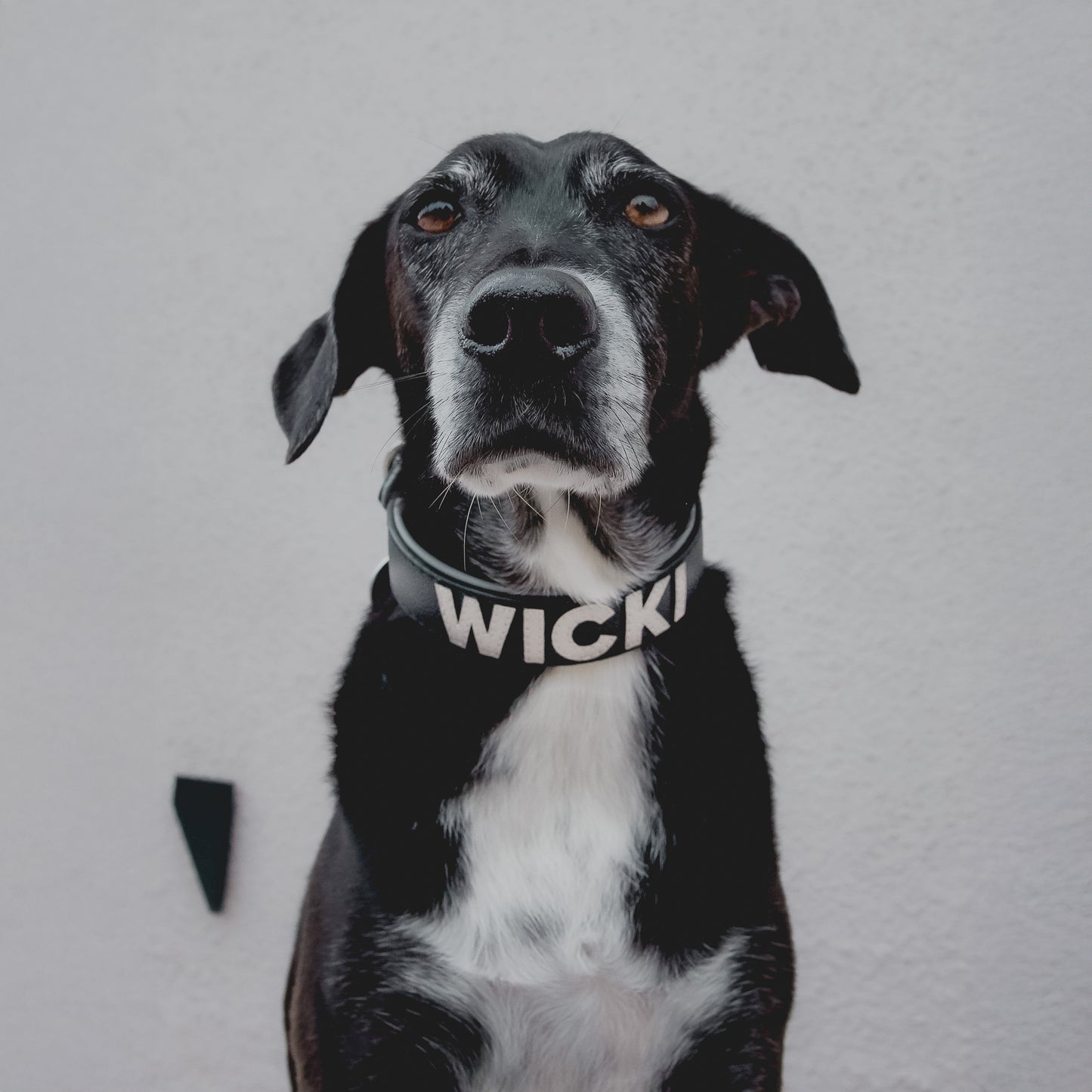 Gaiaswelt Hundehalsband aus Leder in Schwarz mit Stone. Kundenfoto, Portrait.