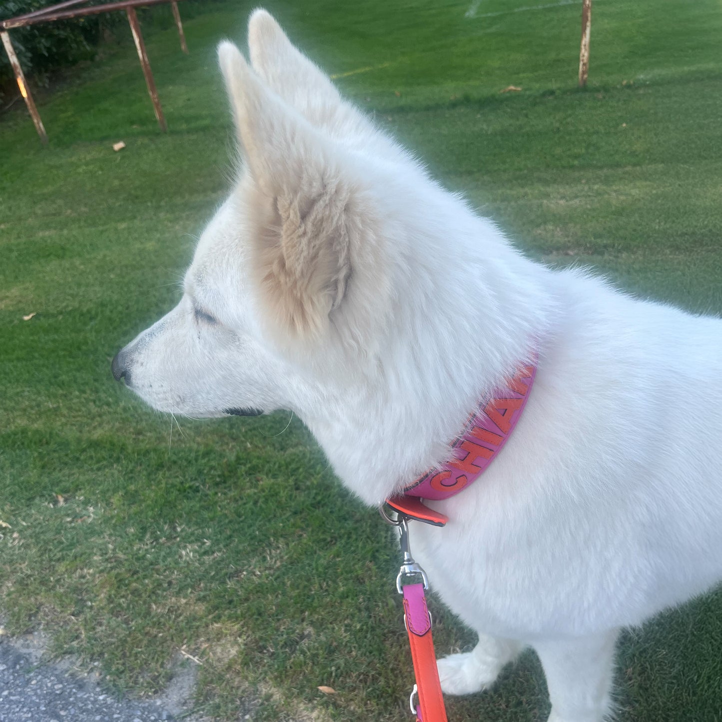 Kundenfoto eines weißen Schäferhundes mit Gaiaswelt Leder-Halsband in Soft-Pink mit Orange