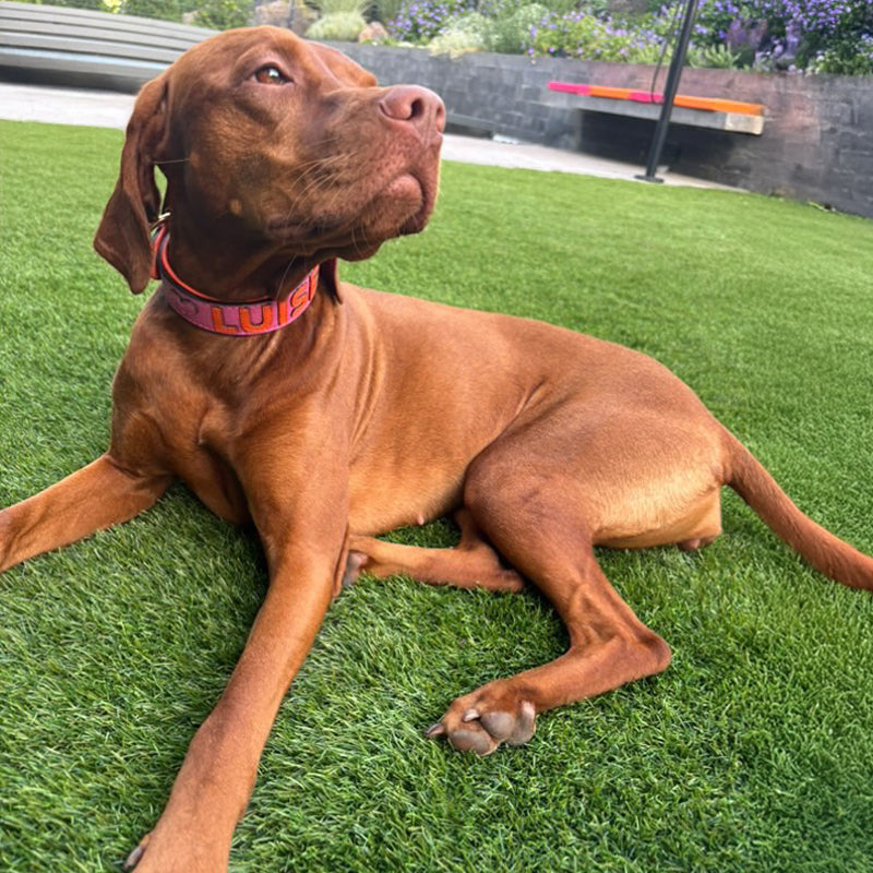 Kundenfoto von einem Gaiaswelt Hundehalsband in Soft-Pink mit Namen in Orange an einem Vizsla
