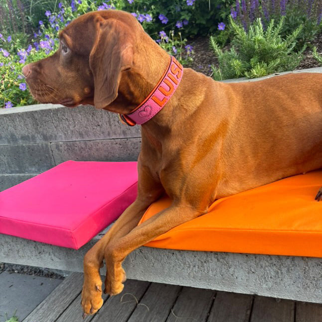 Kundenfoto von einem Vizsla, der ein Gaiaswelt Hundehalsband in Soft-Pink mit Namen in Orange trägt