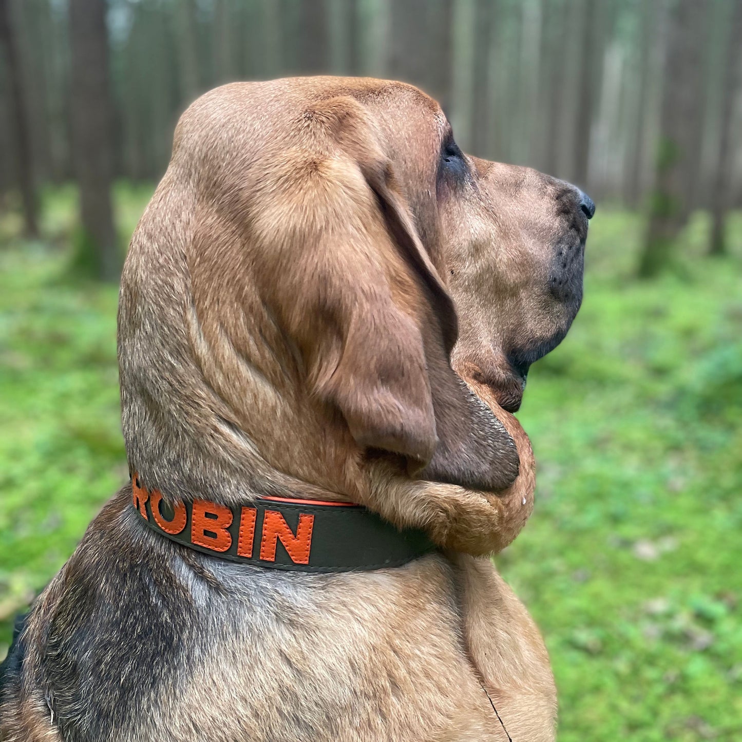 Kundenfoto eines Hundes mit personalisiertem Hundehalsband von Gaiaswelt. Halsband in Oliv mit Buchstaben in Orange