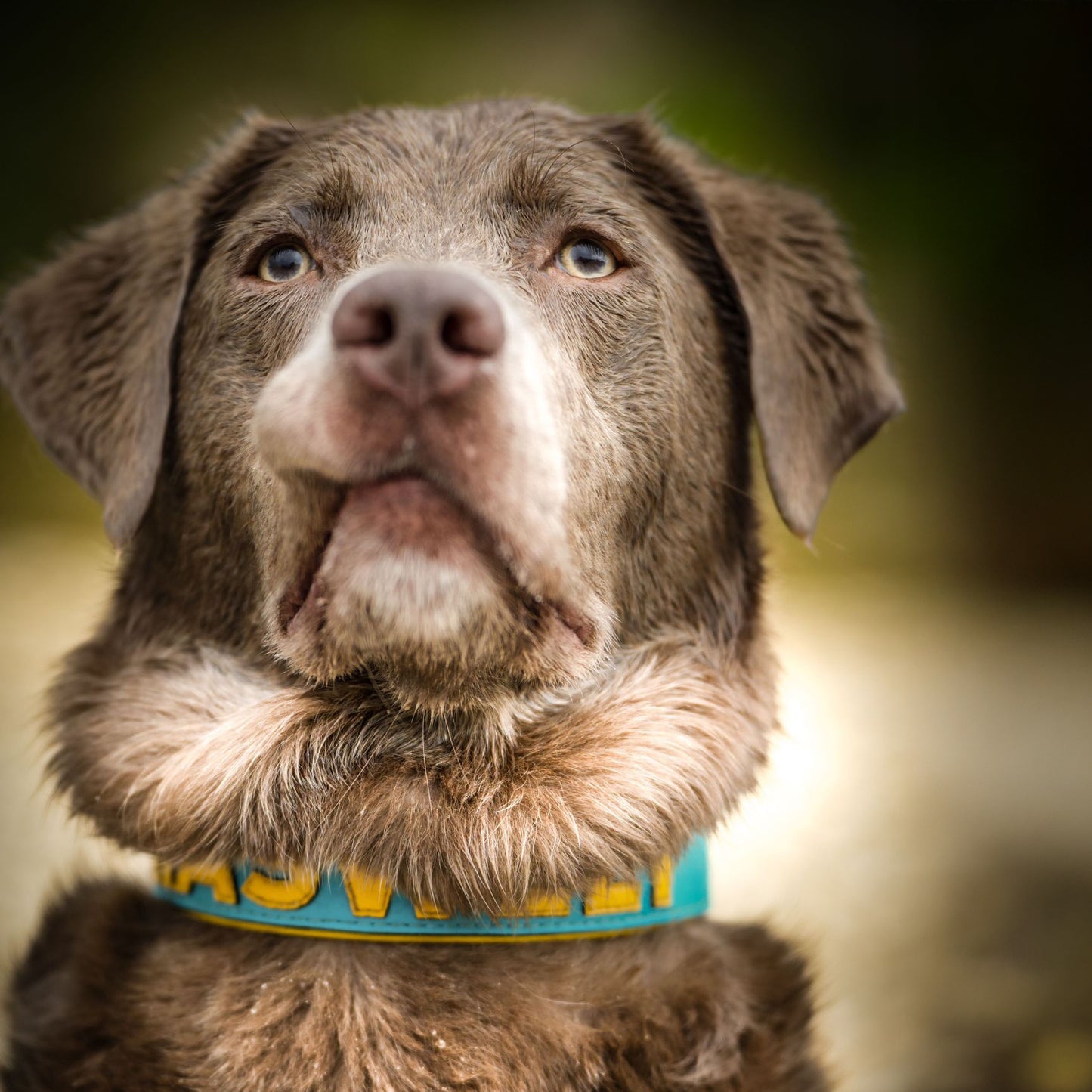 Gaiaswelt Leder-Hundehalsband in Türkis mit gelber Schrift gezeigt an einem nassen Hund