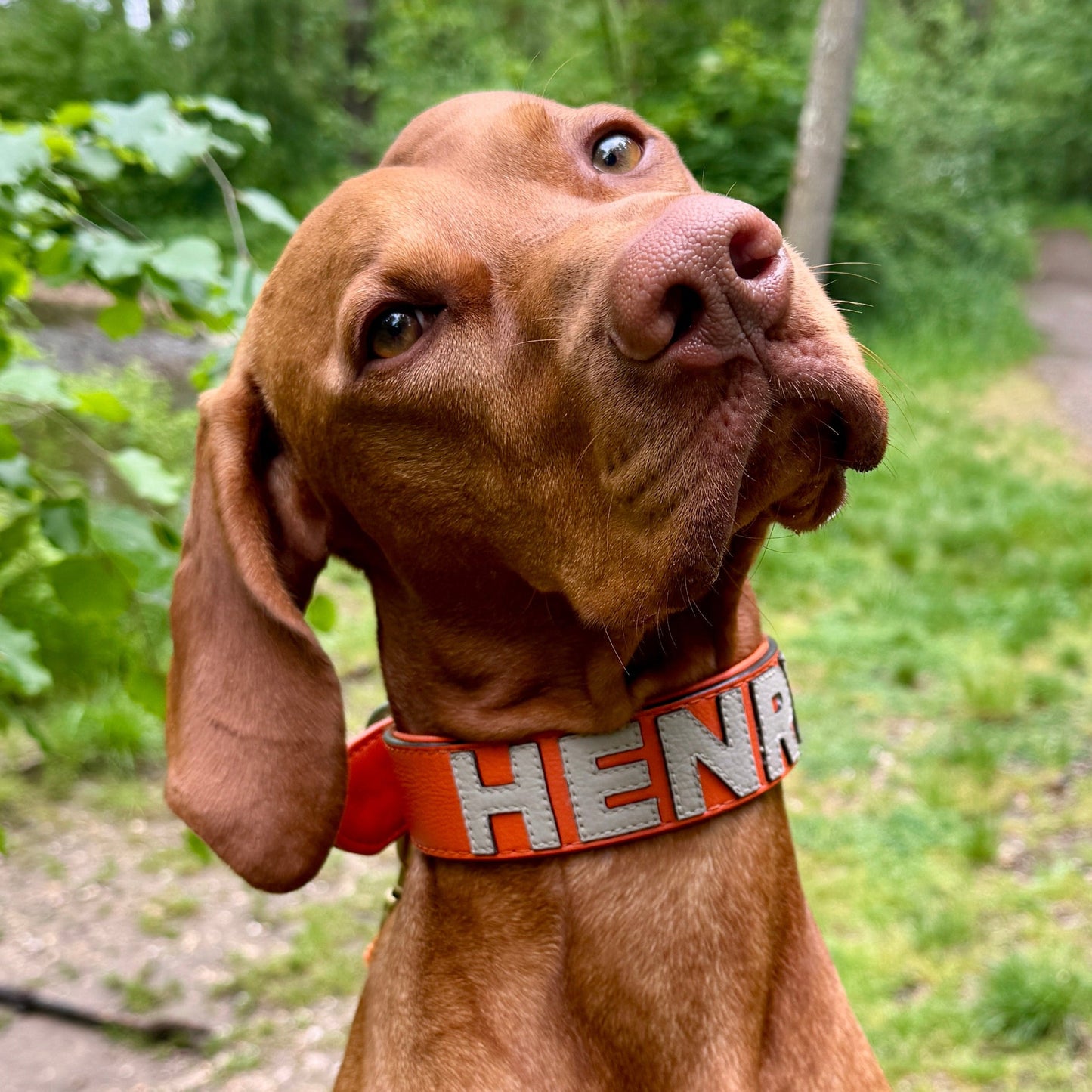Kundenfoto, Vizsla Henry trägt ein personalisiertes Gaiaswelt Halsband in Orange