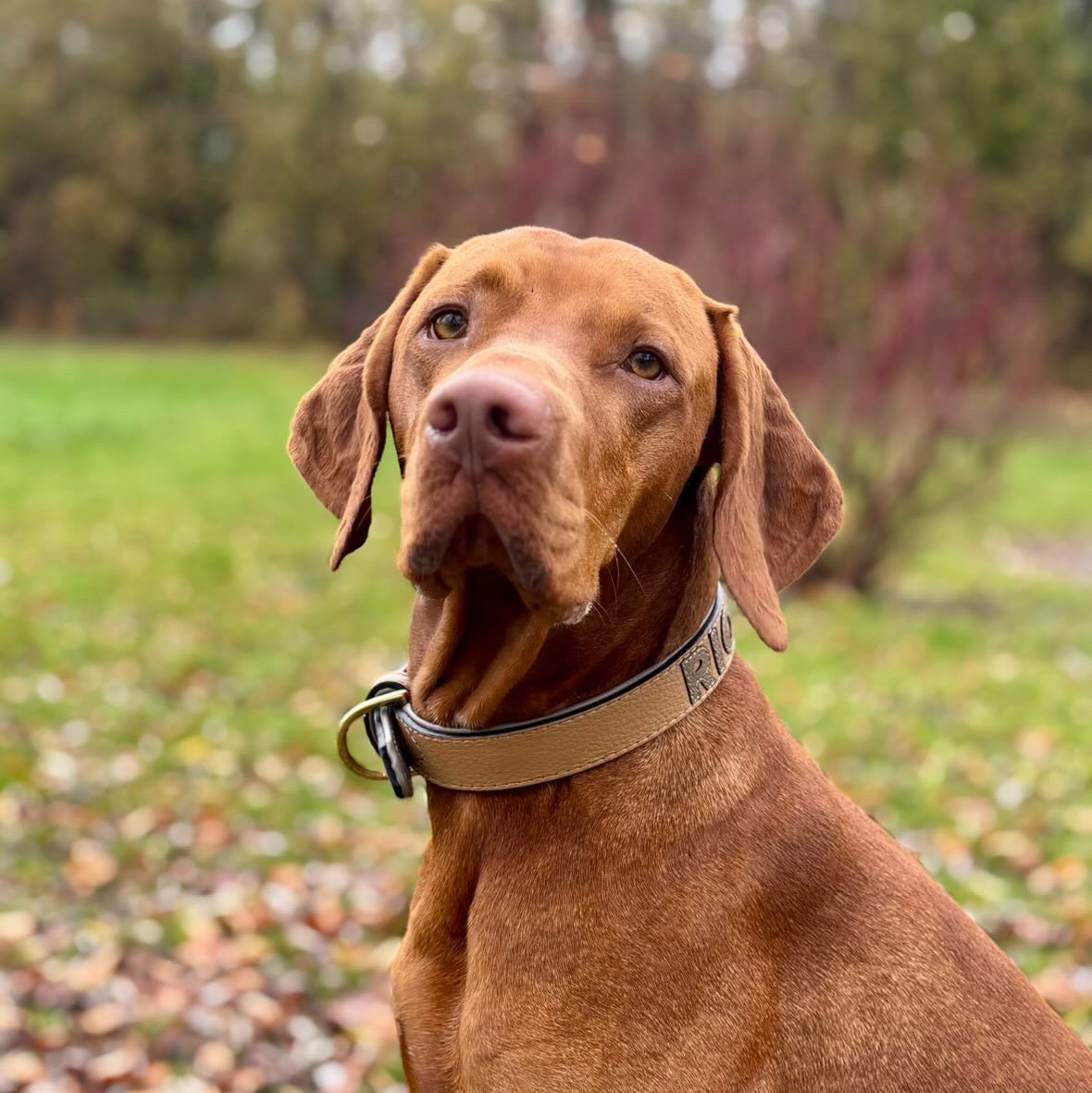 Gaiaswelt Hundehalsband aus Leder in Caramel, personalisiert mit Lederbuchstaben in Taupe